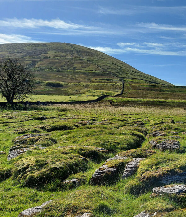 wild-ingleborough-project2 wild-ingleborough-project2