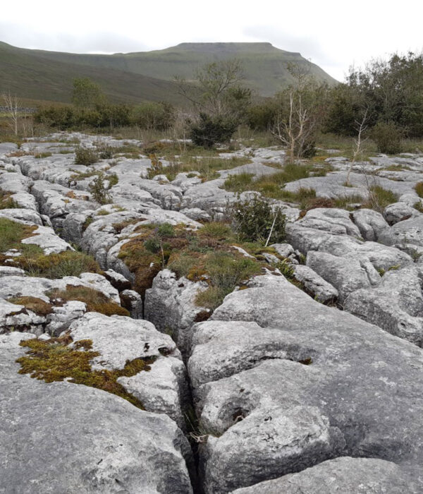 wild-ingleborough-project4 wild-ingleborough-project4