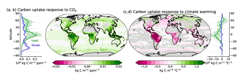 Carbon cycle response to elevated CO2 and enhanced warming