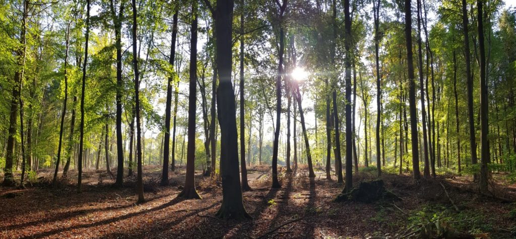UK woodland