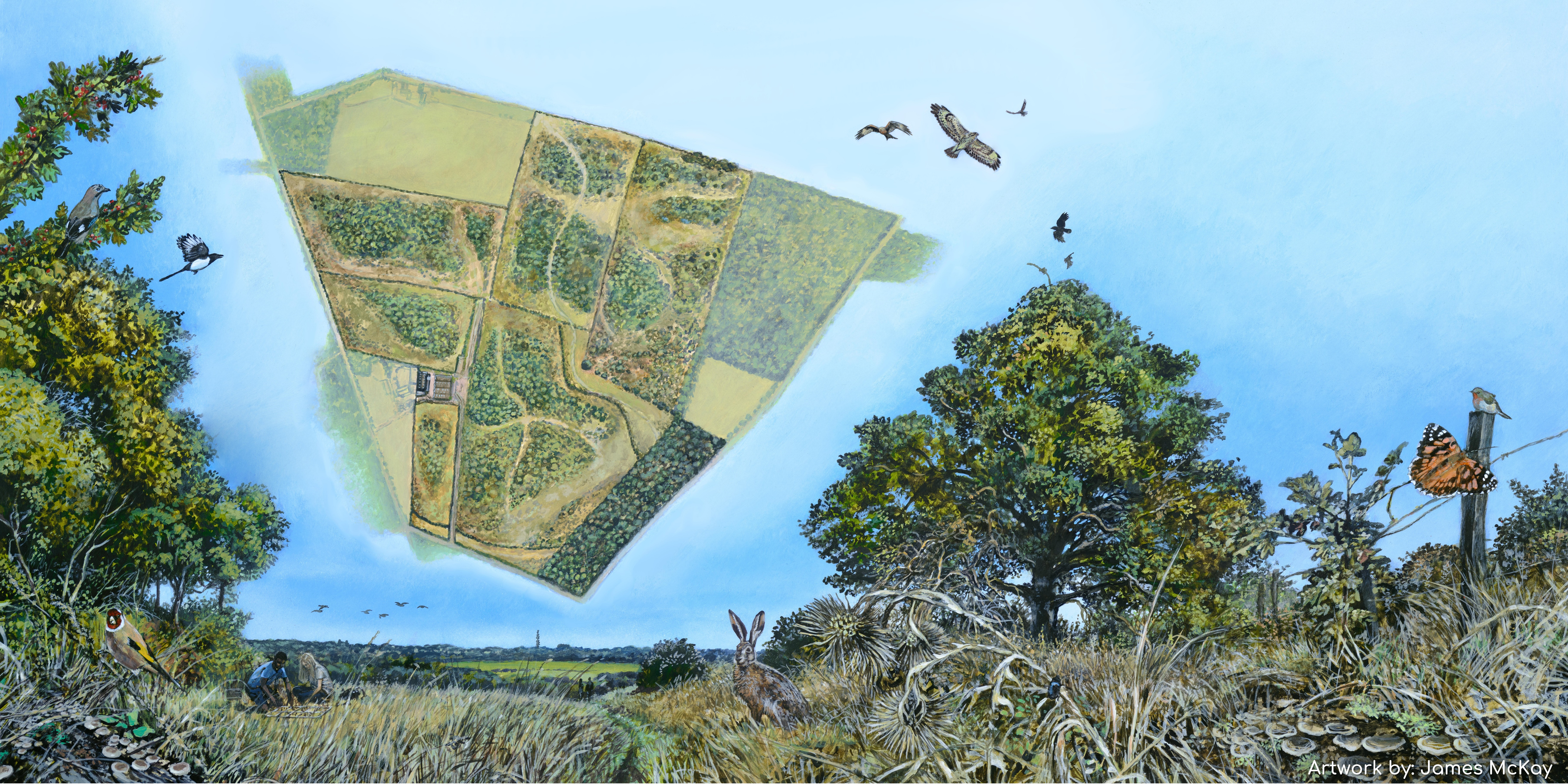 Artist's rendition of a woodland edge with a superimposed map showing pathways through planted woodland. The artwork is credited to James McKay.