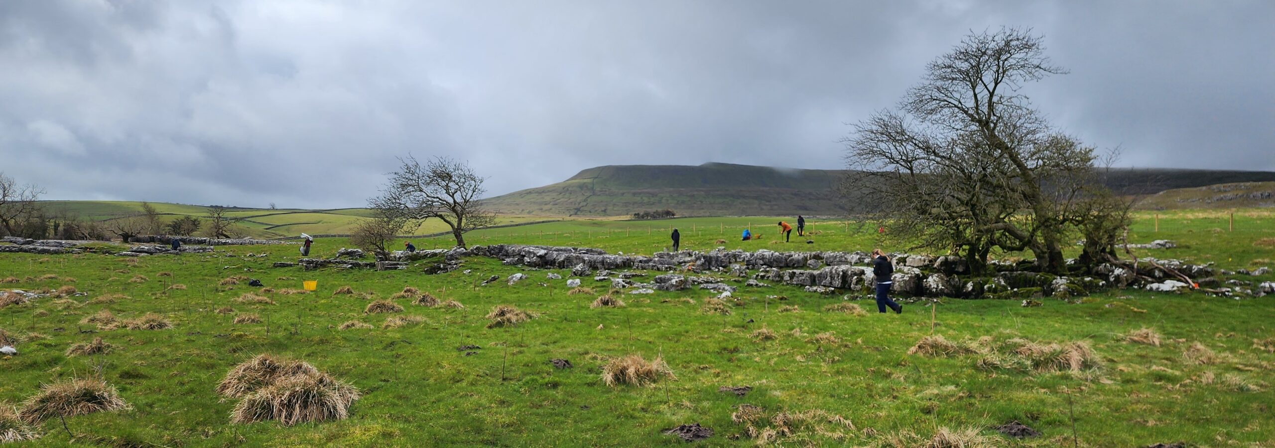 People planting trees in a moorland landscape