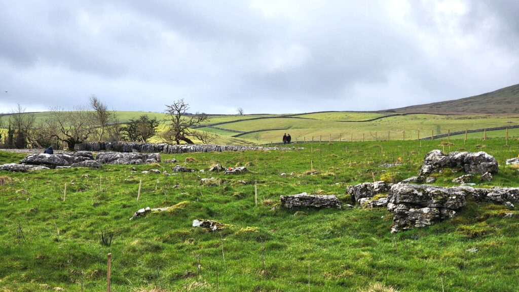 Moorland landscape with granite amongst the grass. Tree whips have been planted without guards in the grassy areas