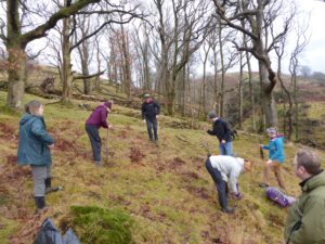 Volunteers with spades on a sparsely wooded upland hillside